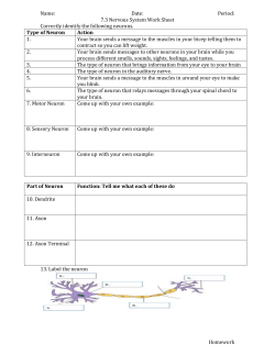 Name: Date: Period: 7.3 Nervous System Work Sheet Correctly