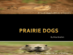 prairie dogs
