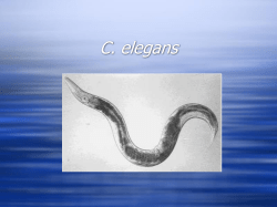 C. elegans