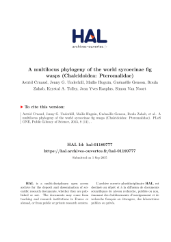 A multilocus phylogeny of the world sycoecinae fig wasps