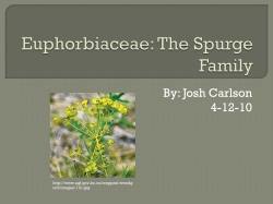 Plants Part 2 Sp 2010/Euphorbiaceae Family Josh C received 14