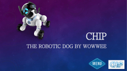 Chip - Web Design John Cabot University