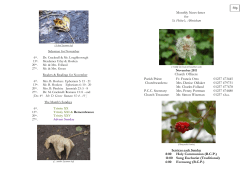 (A dead Sycamore leaf) Sidesmen for November 6th. Dr. Cracknell