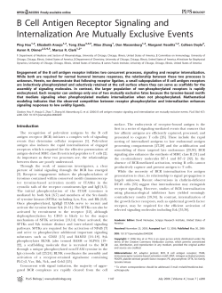 B Cell Antigen Receptor Signaling and Internalization Are