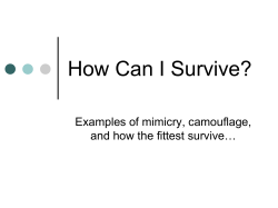 How Can I Survive?