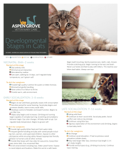 Developmental Stages in Cats