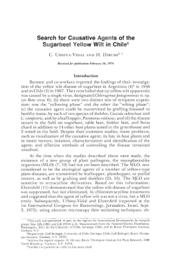 Search for Causative Agents of the Sugarbeet Yellow Wilt in Chile1