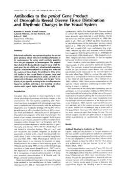 Antibodies to the period Gene Product of