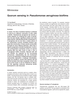 Quorum sensing in Pseudomonas aeruginosa biofilms