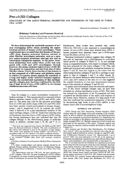 Pro-a 1 (XI) Collagen