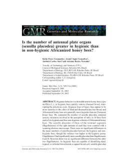 Is the number of antennal plate organs (sensilla placodea) greater in
