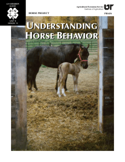 Understanding Horse Behavior - University of Tennessee Institute of