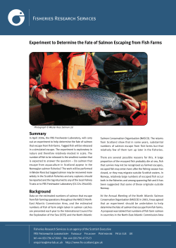 Experiment to Determine the Fate of Salmon Escaping from Fish