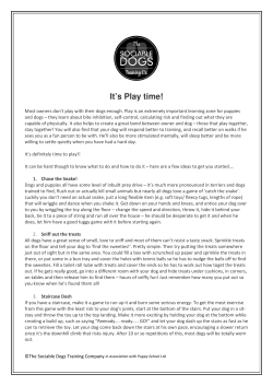 It`s Play time! - The Sociable Dogs Training Company