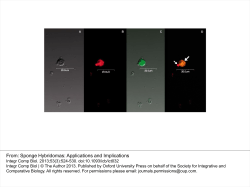 Sponge Hybridomas: Applications and Implications