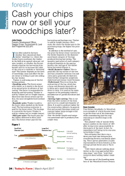 Cash your chips now or sell woodchips later