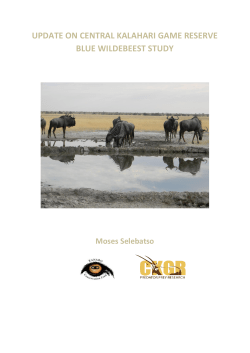 update on central kalahari game reserve blue wildebeest study
