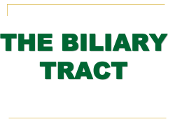 THE BILIARY TRACT Normal : Gallbladder is a storage organ for