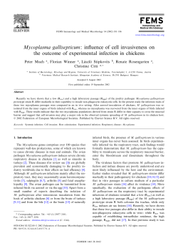 Mycoplasma gallisepticum