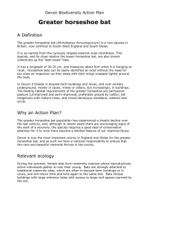 Greater horseshoe bat - Devon County Council