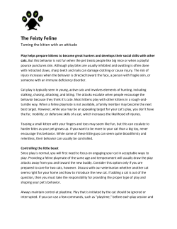 The Feisty Feline - West Side Pet Clinic