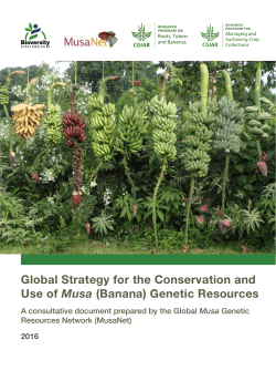 Global Strategy for the Conservation and Use of Musa
