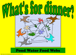 Pond Food Webs Powerpoint