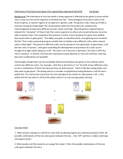 Mendelian inheritance of GloFish phenotypes