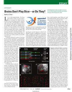 Brains Don`t Play Dice—or Do They?