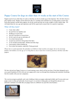 See our leaflet - Henley Dog Training School