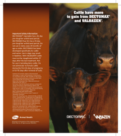 Cattle have more to gain from DECTOMAX&reg; and