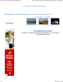 An egret riding a cow public domain image picture