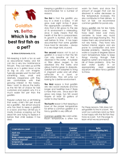 Article - Goldfish Vs Betta