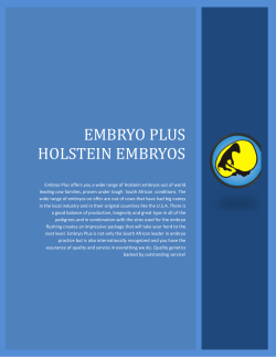 Embryo Plus Holstein EMbryos