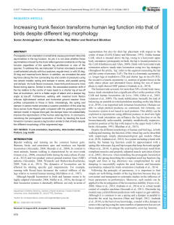Increasing trunk flexion transforms human leg function into that of
