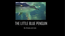 THE LITTLE BLUE PENGUIN