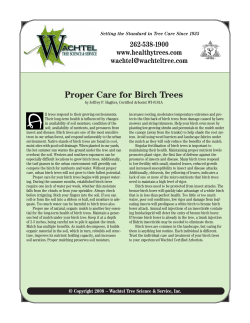 Proper Care for Birch Trees