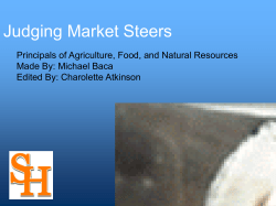 Example Market Steer Class I