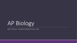 Bacterial Transformation Lab Powerpoint