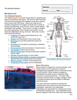 Station 1: The Skeletal System