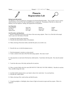 Planaria Regeneration Lab