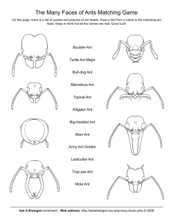 The Many Faces of Ants Matching Game