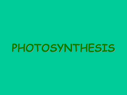 Photosynthesis - hinds.k12.ms.us
