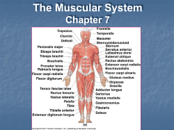 cross-bridges Physiology of skeletal muscle