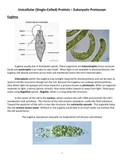 The Euglena