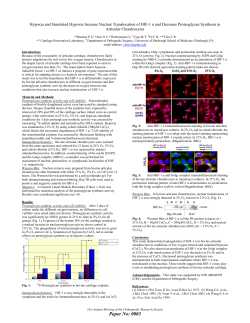 Hypoxia and Simulated Hypoxia Increase Nuclear Translocation of