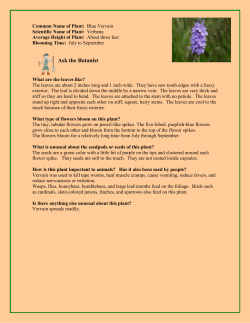 70. Blue Vervain - Friess Lake School District