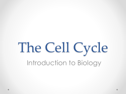 2.3 Cell Cycle Powerpoint