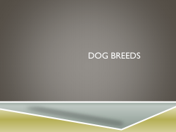 Dog Breeds
