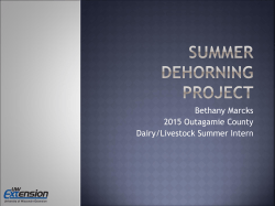 Dehorning Project 2016